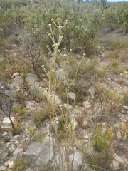 Hymenolepis