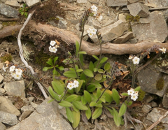 Myosotis australis