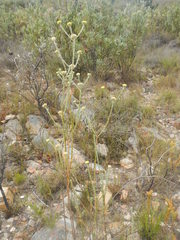 Hymenolepis