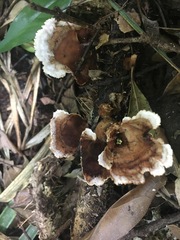 Cymatoderma