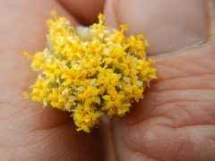 Hymenolepis