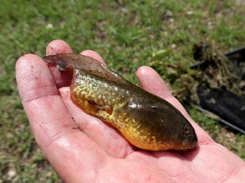 Lithobates catesbeianus