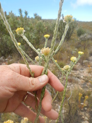 Hymenolepis