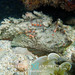 Estuarine Stonefish - Photo (c) Kristin Anderson, some rights reserved (CC BY-NC), uploaded by Kristin Anderson