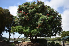 Metrosideros excelsa