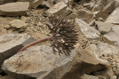 Lignocarpa carnosula