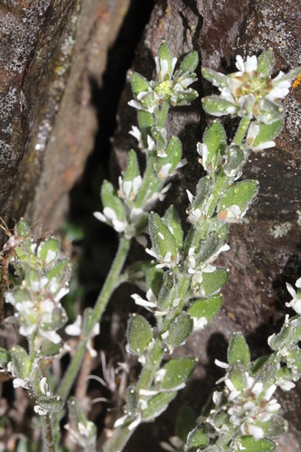 chudôbka (Draba)