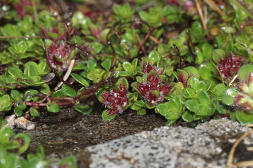 materina dúška včasná (Thymus praecox)