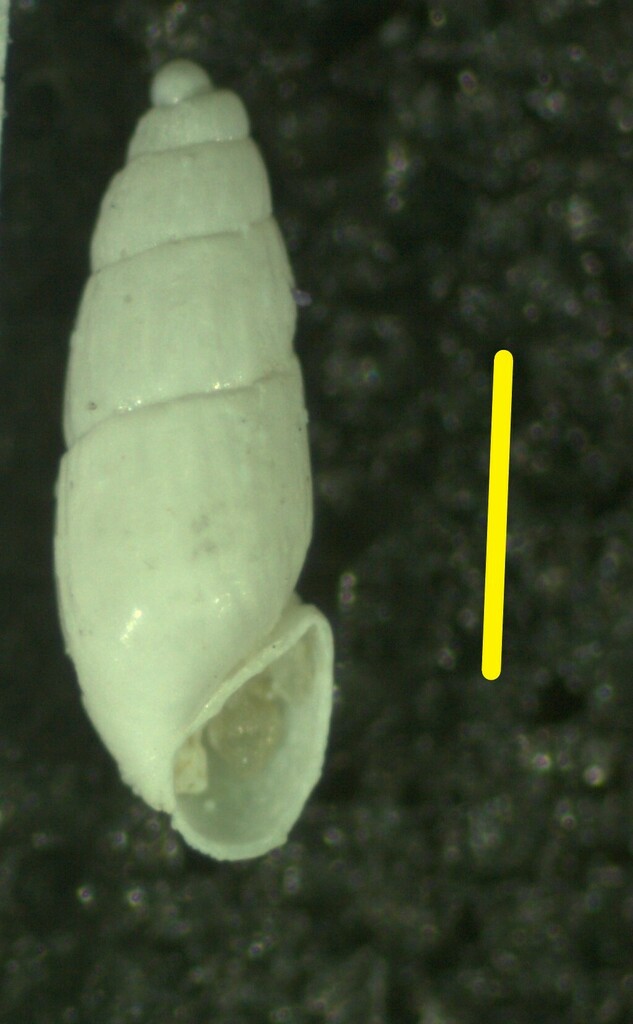 Odostomella carceralis