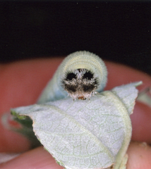 Leucochitonea levubu