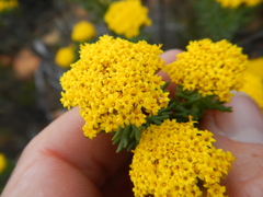 Hymenolepis