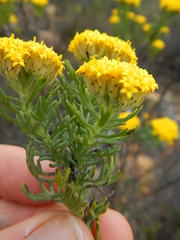 Hymenolepis