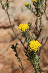 Hymenolepis