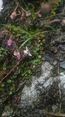 Utricularia striatula