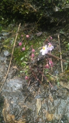 Utricularia striatula