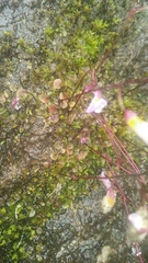 Utricularia striatula