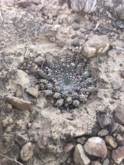 Euphorbia gorgonis