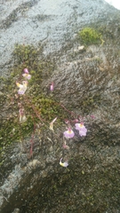 Utricularia striatula