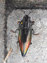 Cyphogastra semipurpurea