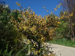 Hermannia alnifolia