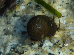 Tegula montereyi