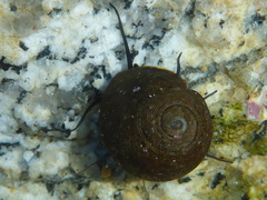 Tegula montereyi