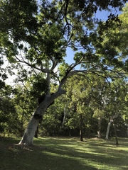 Eucalyptus platyphylla