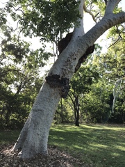 Eucalyptus platyphylla