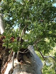 Eucalyptus platyphylla
