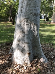 Eucalyptus platyphylla