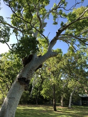 Eucalyptus platyphylla