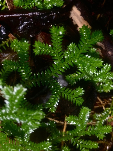 Selaginella kraussiana image