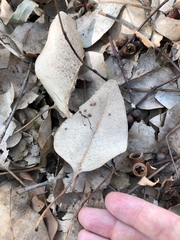 Eucalyptus platyphylla
