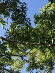 Eucalyptus platyphylla