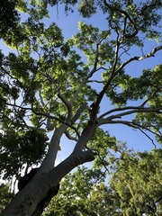 Eucalyptus platyphylla
