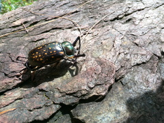 Cheirotonus formosanus