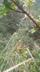 Rhododendron oldhamii