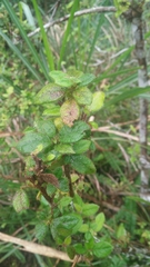 Rhododendron oldhamii