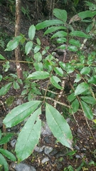 Meliosma rhoifolia