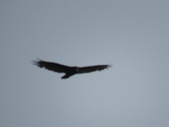 Cathartes aura