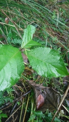 Chloranthus oldhamii