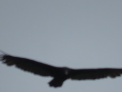 Cathartes aura