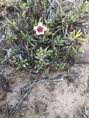 Pachypodium bispinosum