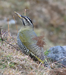 Picus squamatus