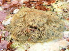 Hapalogaster cavicauda