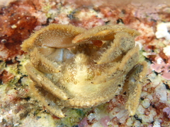 Hapalogaster cavicauda