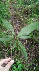 Hydrangea longifolia