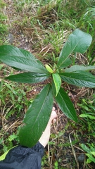Hydrangea longifolia