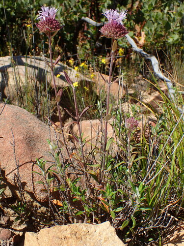 Image of Monardella hypoleuca by (c) George Williams, some rights reserved (CC BY)