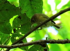 Pachysylvia aurantiifrons